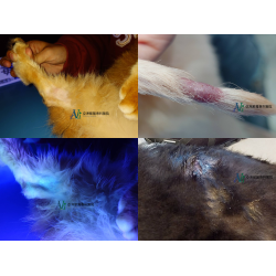 11/14 毛孩皮膚長香菇了?!! — 犬貓黴菌感染全攻略 11/14 毛孩皮膚長香菇了?!! — 犬貓黴菌感染全攻略