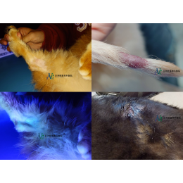 11/14 毛孩皮膚長香菇了?!! — 犬貓黴菌感染全攻略 11/14 毛孩皮膚長香菇了?!! — 犬貓黴菌感染全攻略