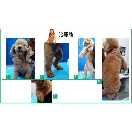 10/24 病例分享|尼克的奇蹟「毛」力轉變記 10/24 病例分享|尼克的奇蹟「毛」力轉變記