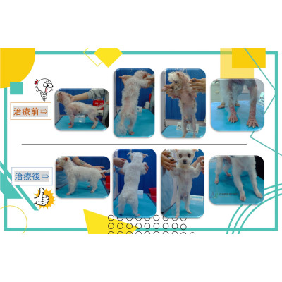 病例分享-驚奇篇!!!!!!!! 病例分享-驚奇篇!!!!!!!!