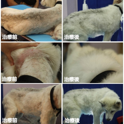 『微生物感染』的狗狗在我們醫院治療前後的對比