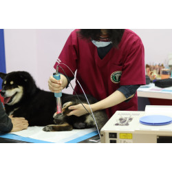 我們院長幫黑柴打雷射ing... 我們院長幫黑柴打雷射ing...