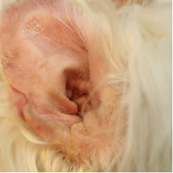 『外耳炎』,是狗兒十分常見且經典的病症。 『外耳炎』,是狗兒十分常見且經典的病症。