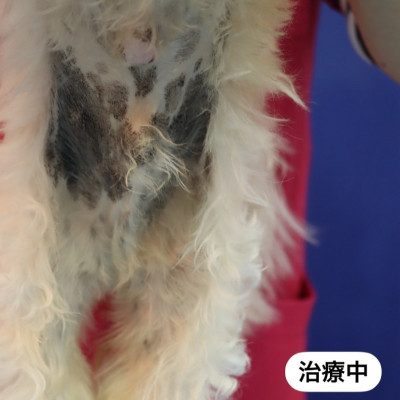 狗狗皮膚疾病診治案例。 狗狗皮膚疾病診治案例。