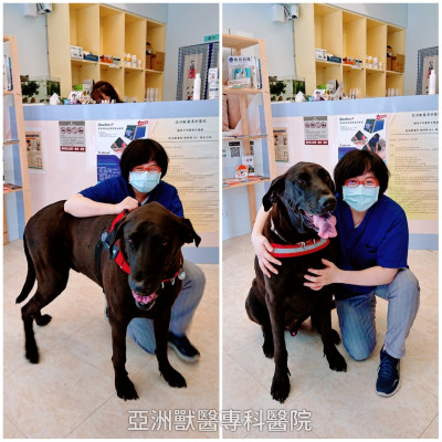 診所裡來了一位高大帥氣的寶貝,台灣高山犬 - 吉祥。 診所裡來了一位高大帥氣的寶貝,台灣高山犬 - 吉祥。