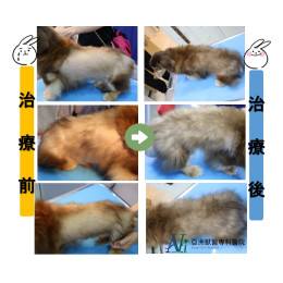 剃毛引起之脫毛症!! 剃毛引起之脫毛症!!