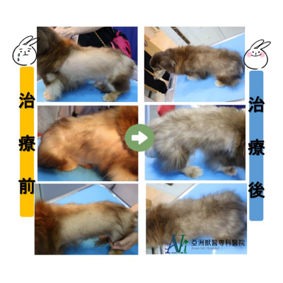 剃毛引起之脫毛症!! 剃毛引起之脫毛症!!