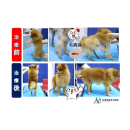 醫生!我的狗好像燒焦了!?!? 醫生!我的狗好像燒焦了!?!?