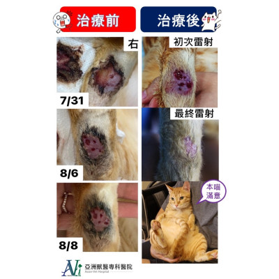 久治不癒傷口--檸檬 1歲米克斯 橘貓 久治不癒傷口--檸檬 1歲米克斯 橘貓