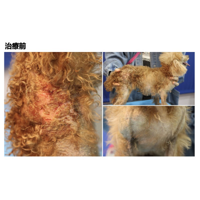 案例分享《異位性皮膚炎繼發嚴重全身性二次感染》 案例分享《異位性皮膚炎繼發嚴重全身性二次感染》