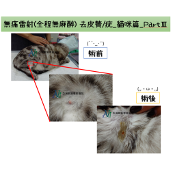 3/21 無痛雷射(全程無麻醉) 去皮贅/疣_貓咪篇_PartⅢ 3/21 無痛雷射(全程無麻醉) 去皮贅/疣_貓咪篇_PartⅢ