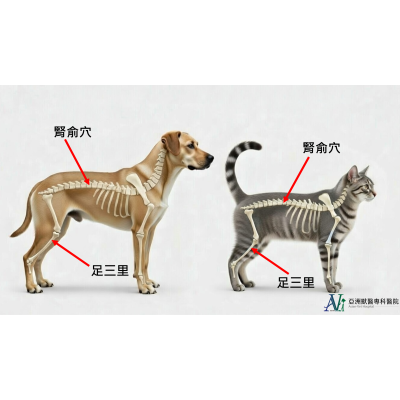 1/20 大寒節氣毛孩養生術：中獸醫教你按摩「腎俞」與「足三里」