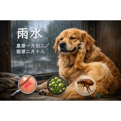 2/14 中西醫雙修醫師警告：雨水來了，這 4 種寵物皮膚病正在排隊報到！