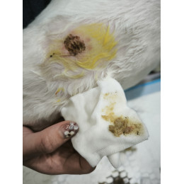 3/13 病例分享|狗狗皮膚腫塊一定是腫瘤嗎?認識犬表皮囊腫 3/13 病例分享|狗狗皮膚腫塊一定是腫瘤嗎?認識犬表皮囊腫